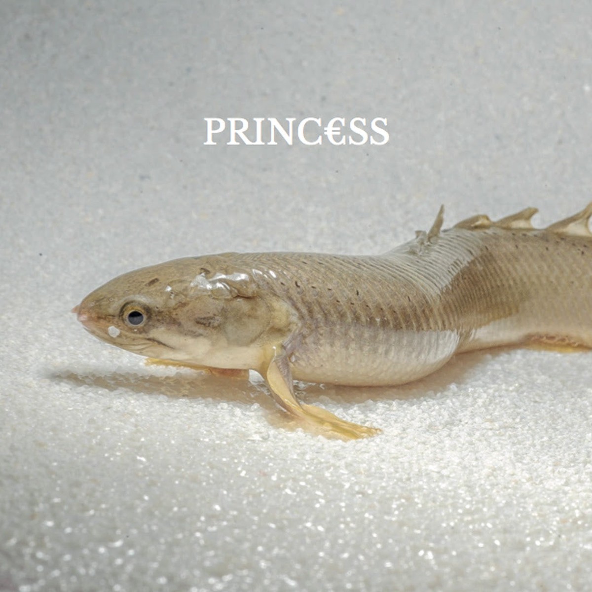 Princss