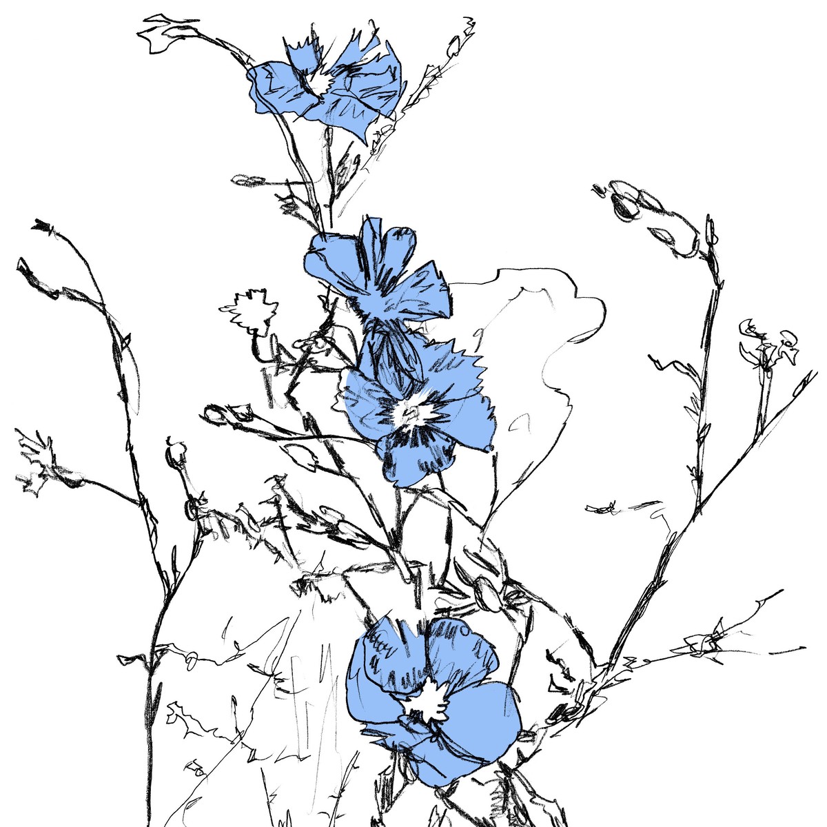 Blue Flax
