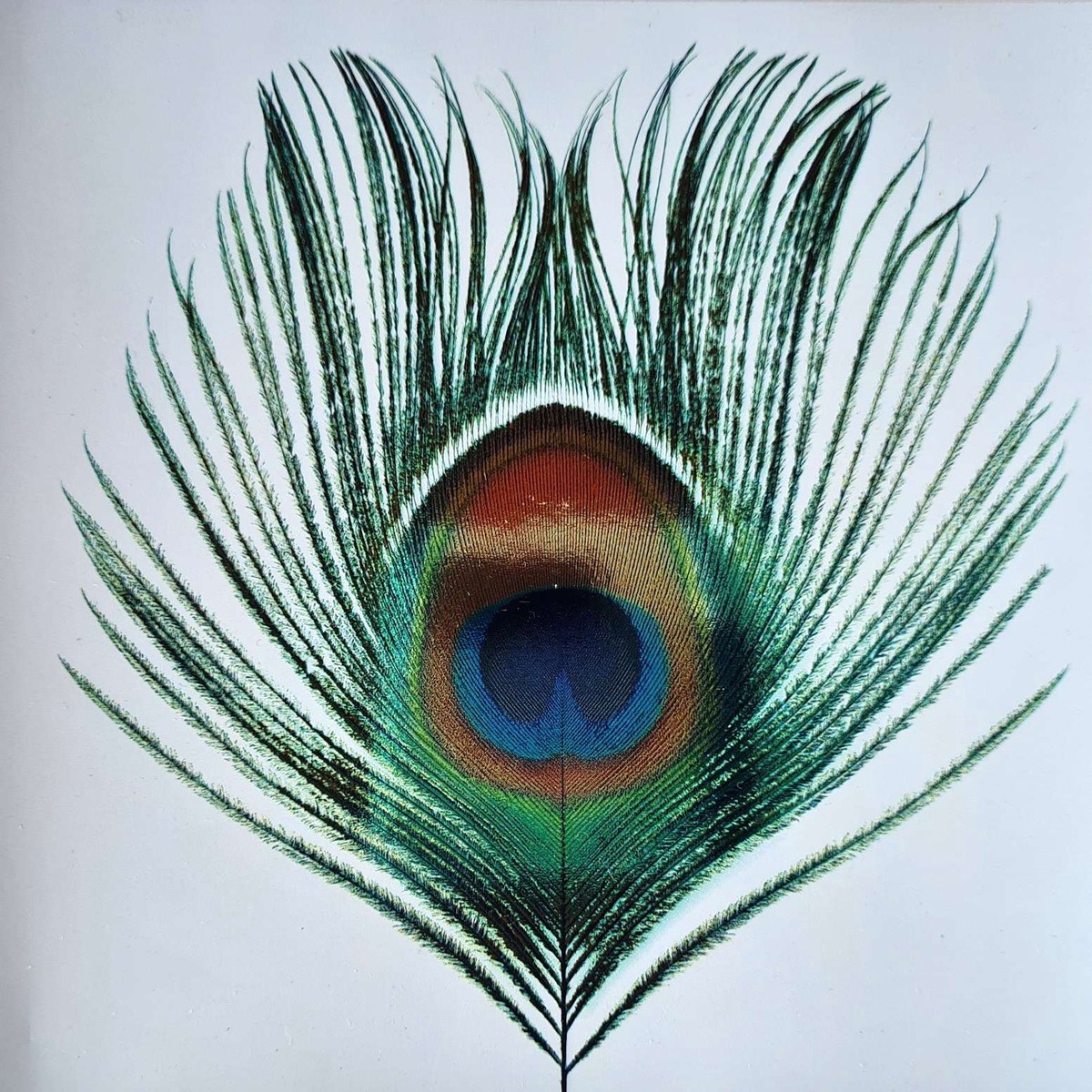 XTC - Apple Venus (CD)
